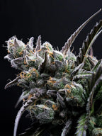 Autoflower Cannabissamen mit hohem Ertrag, dichter Blütenstruktur und ausgewogener Wirkung für Indoor und Outdoor.