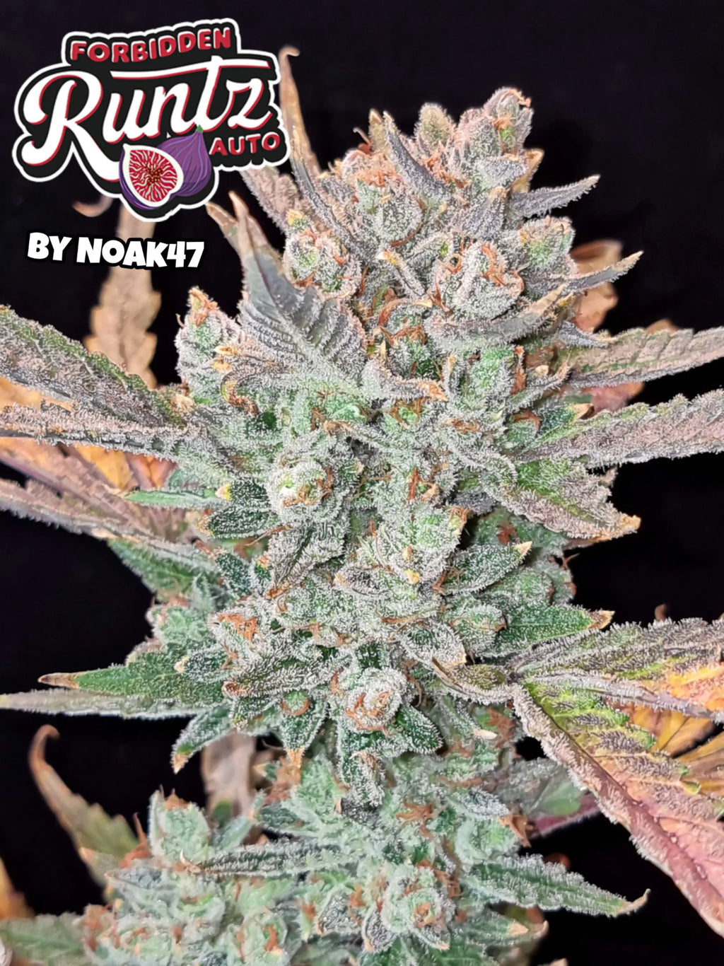 Forbidden Runtz Auto Cannabissamen mit bis zu 26 % THC, fruchtig-süßem Aroma und starkem Indica-Effekt.