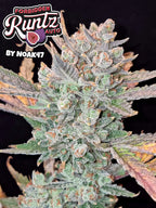 Forbidden Runtz Auto Cannabissamen mit bis zu 26 % THC, fruchtig-süßem Aroma und starkem Indica-Effekt.