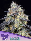 Foster feminisierte Cannabissamen von Anesia Seeds zur Sammlung genetischer Vielfalt.