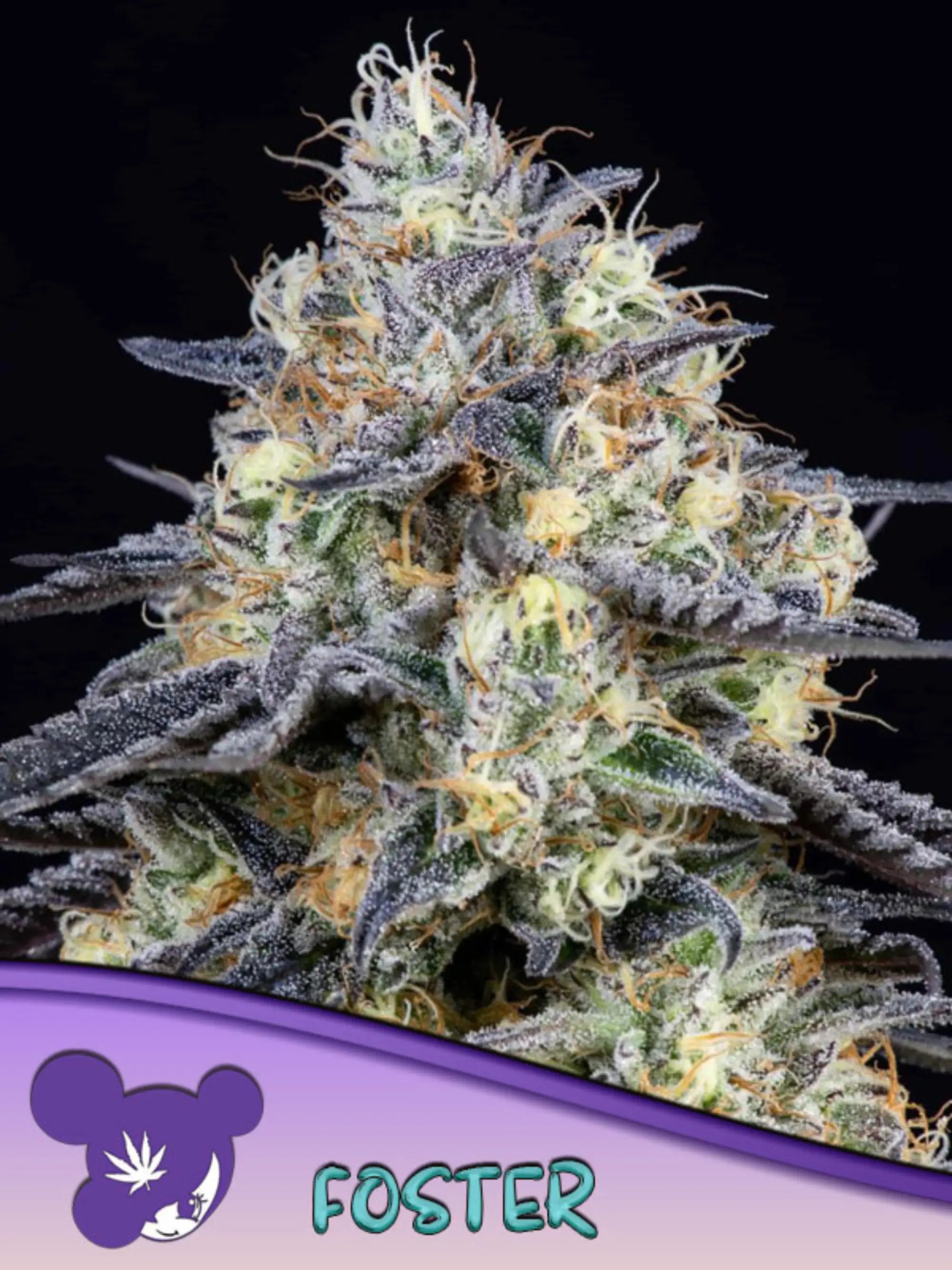 Foster feminisierte Cannabissamen von Anesia Seeds zur Sammlung genetischer Vielfalt.