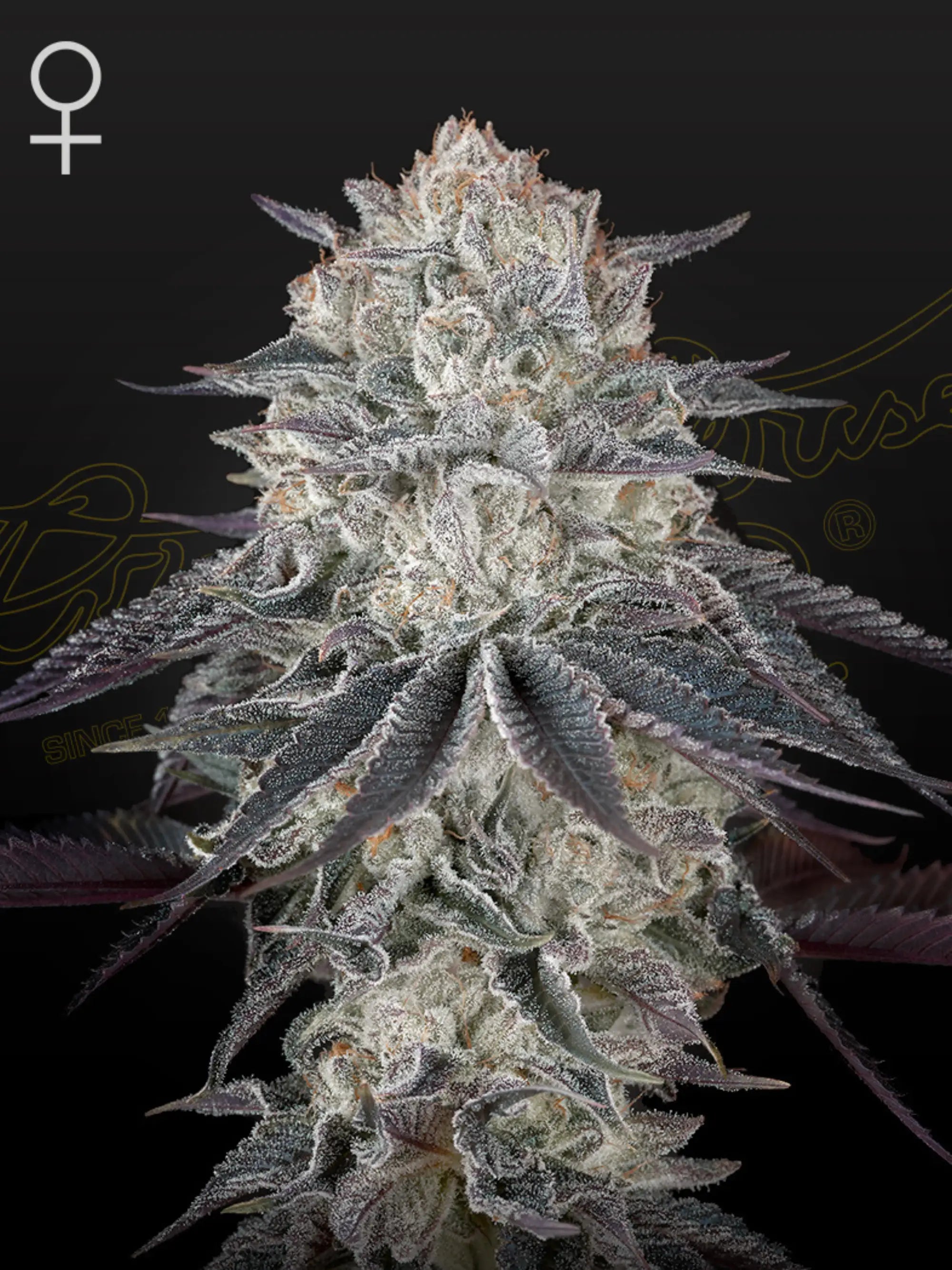 Franco’s Fullgas von Green House Seed Co. – sativa-dominanter Hybrid (Exodus Cheese x Sherbert OG) mit süß-würzigem Aroma, harzigen Buds und ausgewogenem, euphorisierendem High