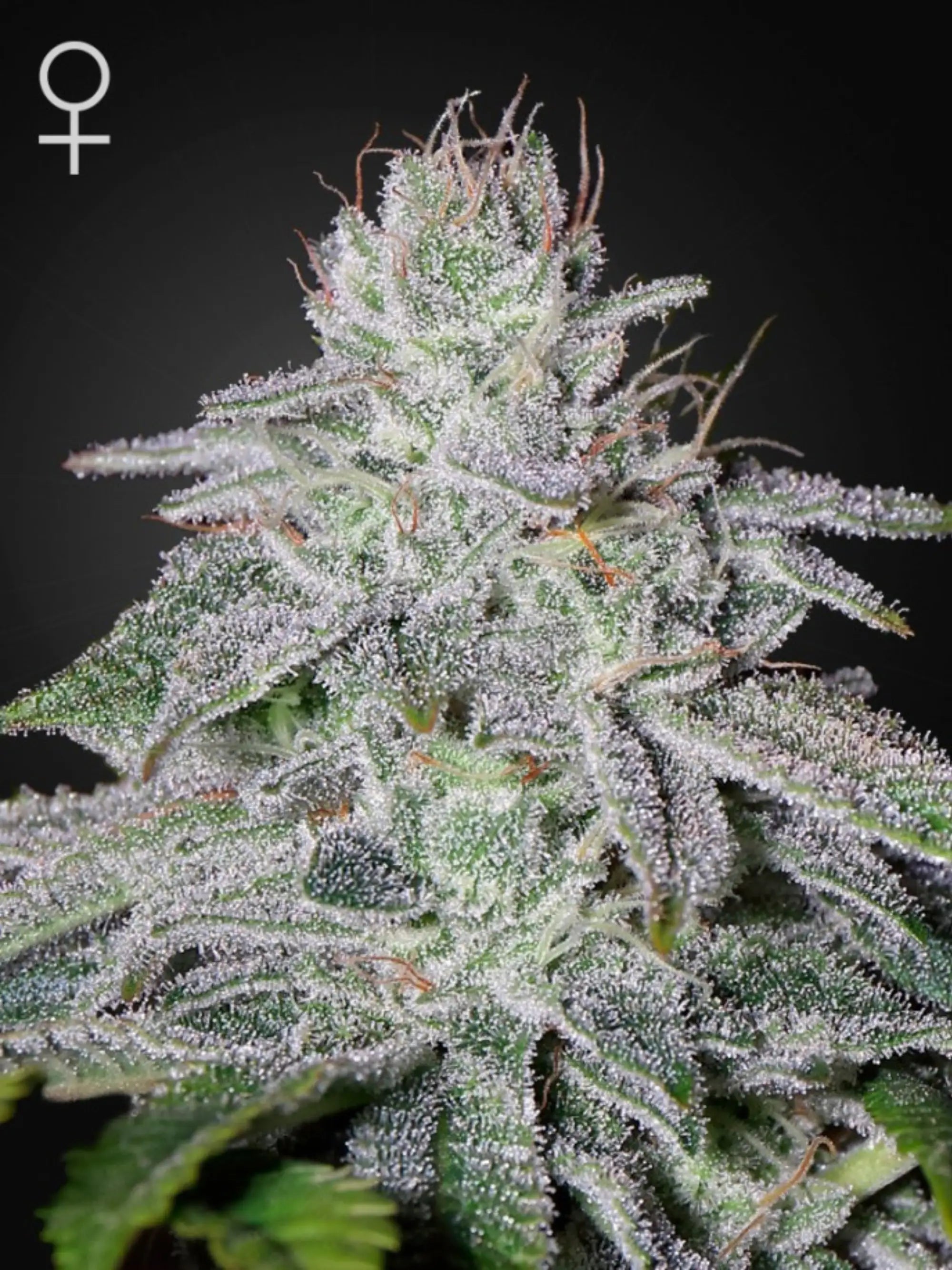 Franco’s Lemon Cheese Cannabissamen – Hybrid aus Super Lemon Haze x Exodus Cheese mit intensivem Zitronen‑Cheese‑Aroma und hoher Harzproduktion.