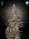 Franco’s Lemon Cheese Cannabissamen – Hybrid aus Super Lemon Haze x Exodus Cheese mit intensivem Zitronen-Cheese-Aroma und hoher Harzproduktion.