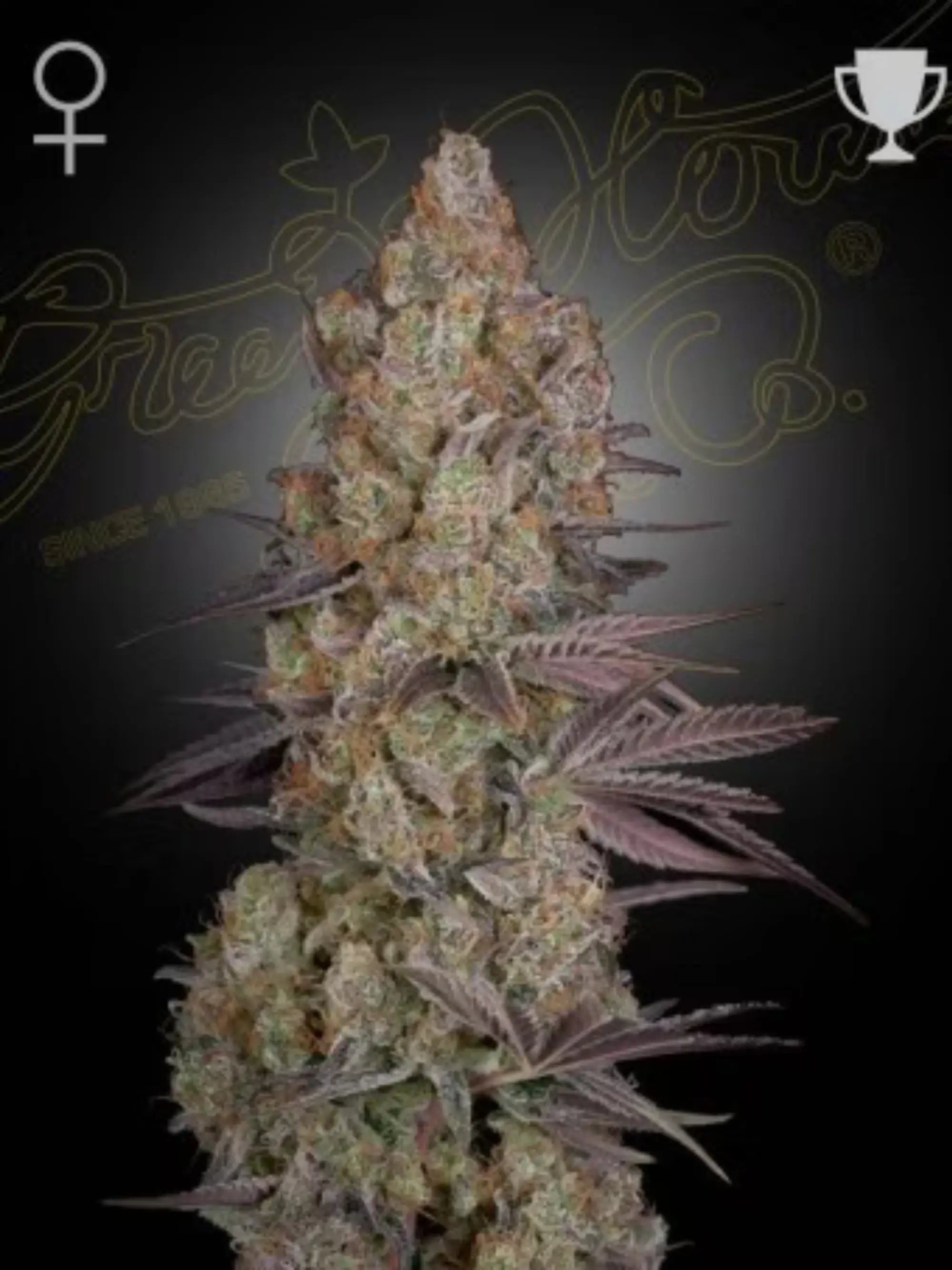 Franco’s Lemon Cheese Cannabissamen – Hybrid aus Super Lemon Haze x Exodus Cheese mit intensivem Zitronen-Cheese-Aroma und hoher Harzproduktion.