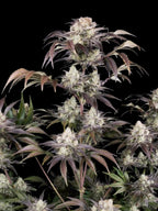 Autoflower Cannabissamen mit kompakter Struktur, hoher Ertragsleistung und intensiver Trichombildung für starke Ergebnisse.