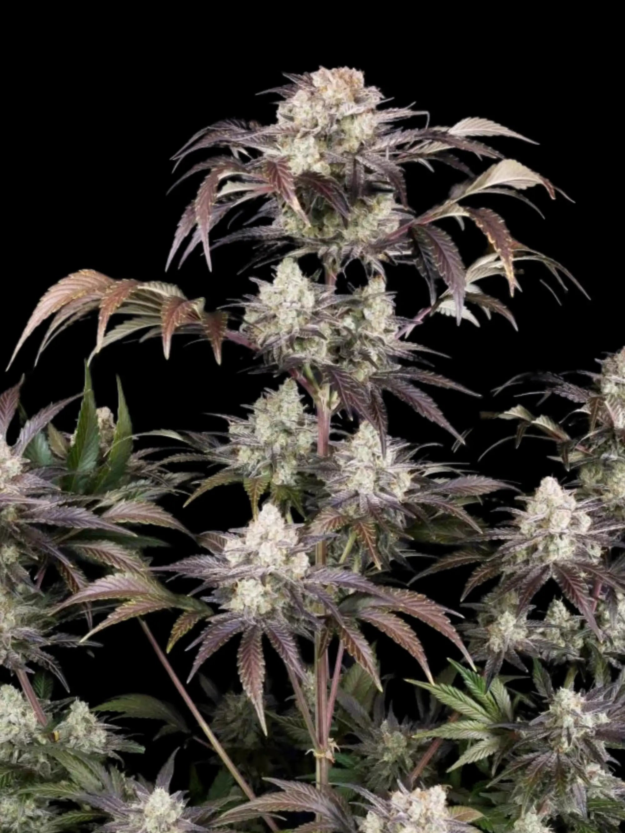 Autoflower Cannabissamen mit kompakter Struktur, hoher Ertragsleistung und intensiver Trichombildung für starke Ergebnisse.