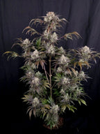 Frostbanger Auto Autoflower mit cremig-fruchtigem Aroma, robuster Genetik und schneller Blütezeit von etwa 9 Wochen.