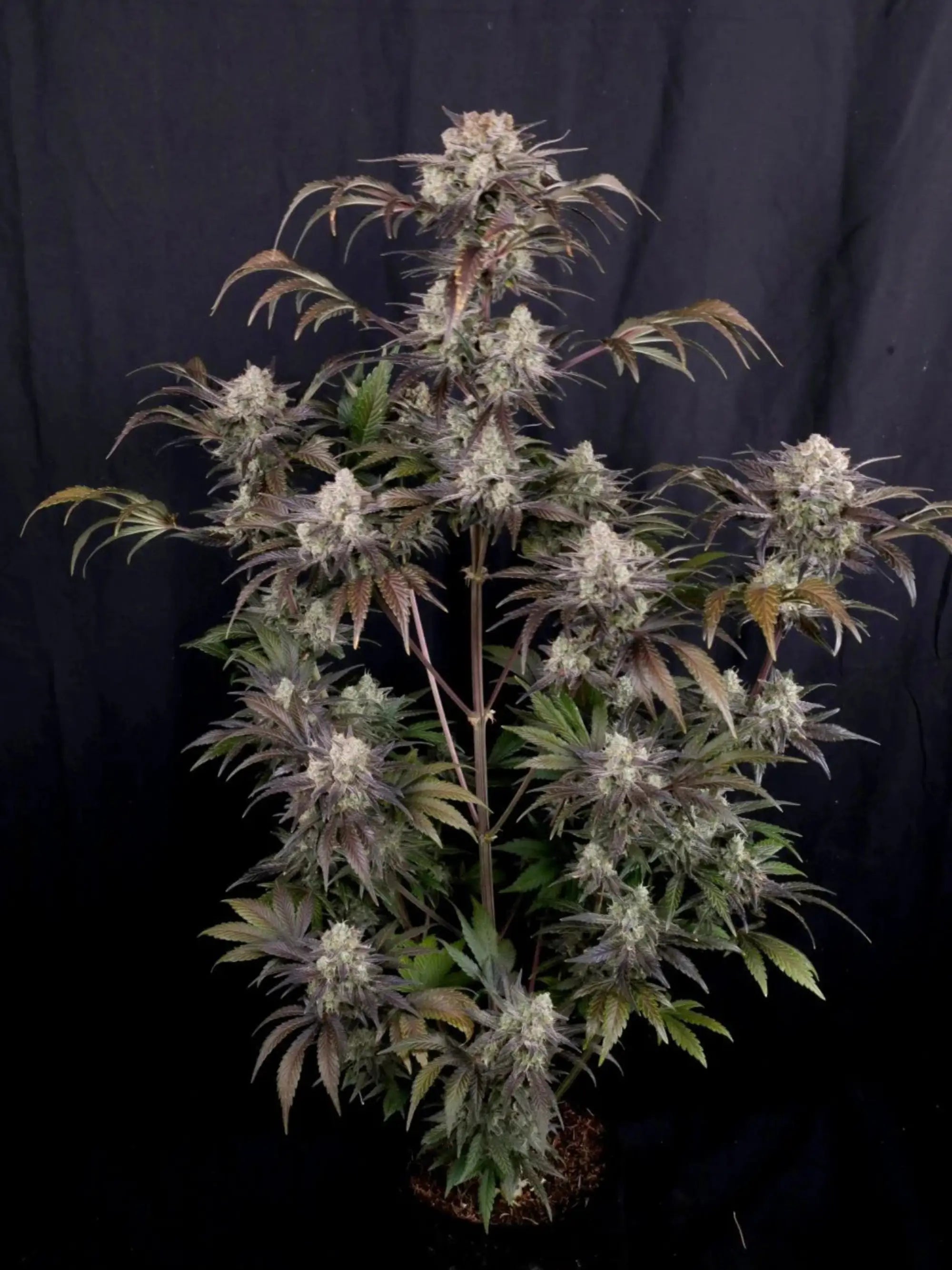Frostbanger Auto Autoflower mit cremig-fruchtigem Aroma, robuster Genetik und schneller Blütezeit von etwa 9 Wochen.