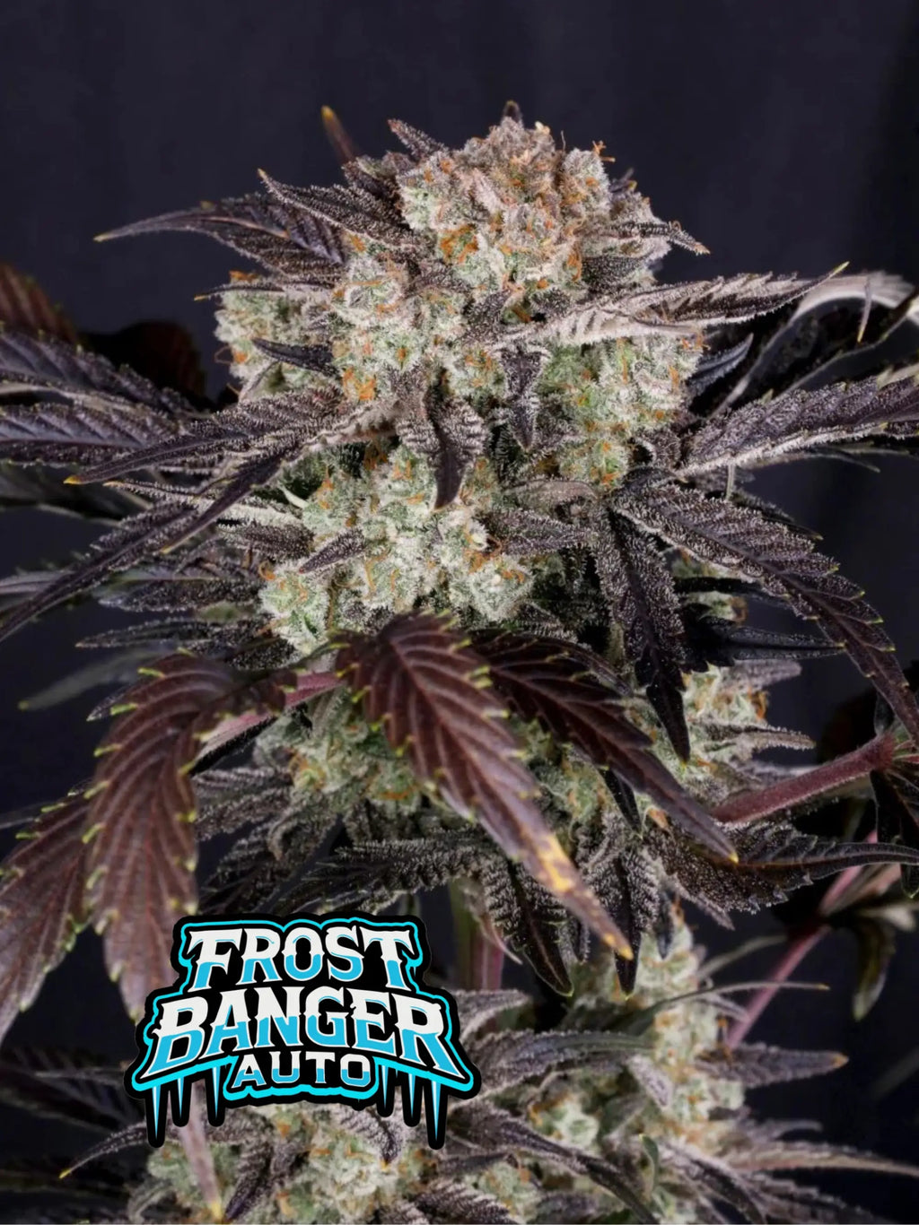 Frostbanger Auto Cannabissamen mit bis zu 29,5 % THC, starker Indica-Wirkung und extrem hoher Harzproduktion.