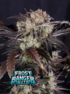Frostbanger Auto Cannabissamen mit bis zu 29,5 % THC, starker Indica-Wirkung und extrem hoher Harzproduktion.