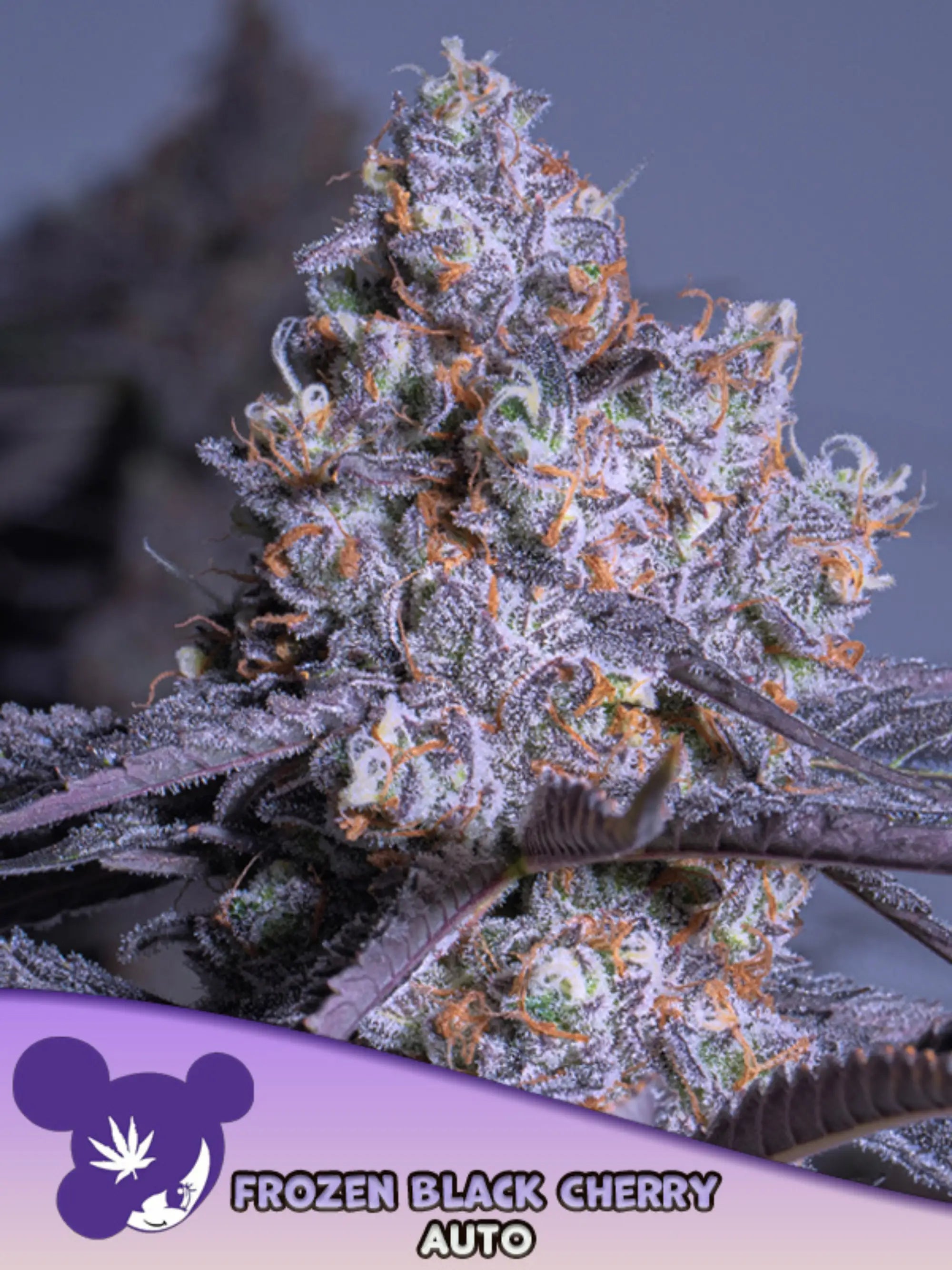 Frozen Black Cherry Auto von Anesia Seeds – aromatische Indica-Autoflower mit fruchtigem Kirschprofil, nur für Sammler- und Souvenirzwecke