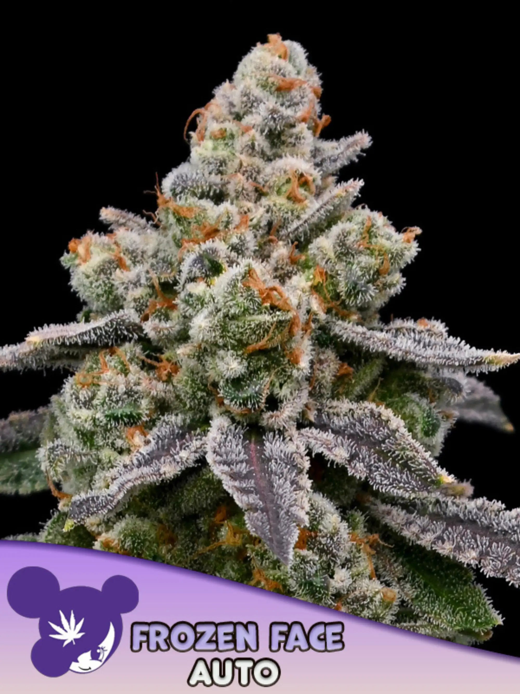 Frozen Face Auto von Anesia Seeds – sativa-dominierte Autoflower mit fruchtig-floralem Kirsch-Lavendel-Profil, nur für Sammler- und Souvenirzwecke