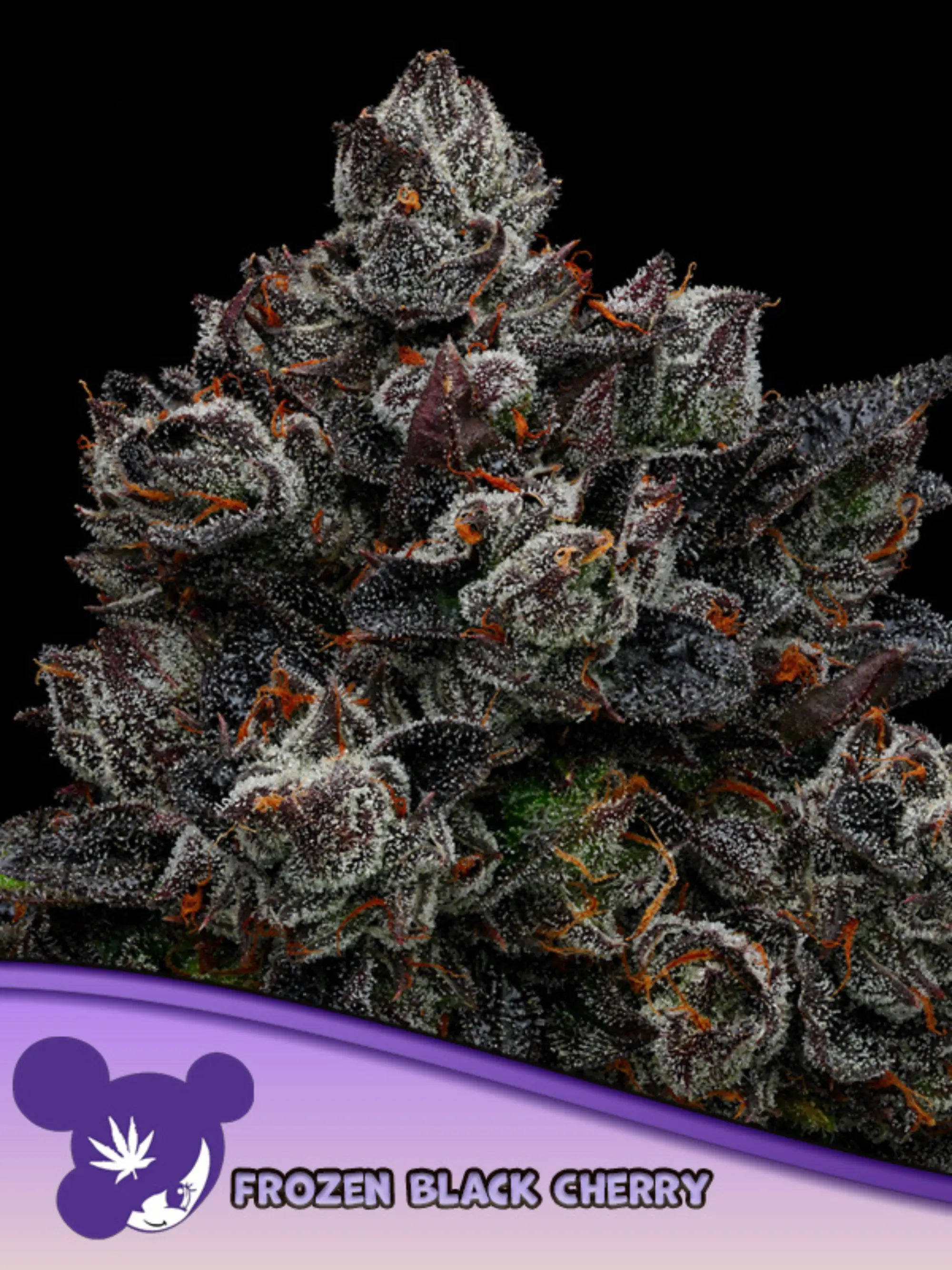 Anesia Seeds Frozen Black Cherry feminisierte Cannabissamen – Indica-dominanter Hybrid aus Blackberry Moonrocks und Pacific Frost, aromatisch mit süßem Kirschduft und harzreichen Blüten