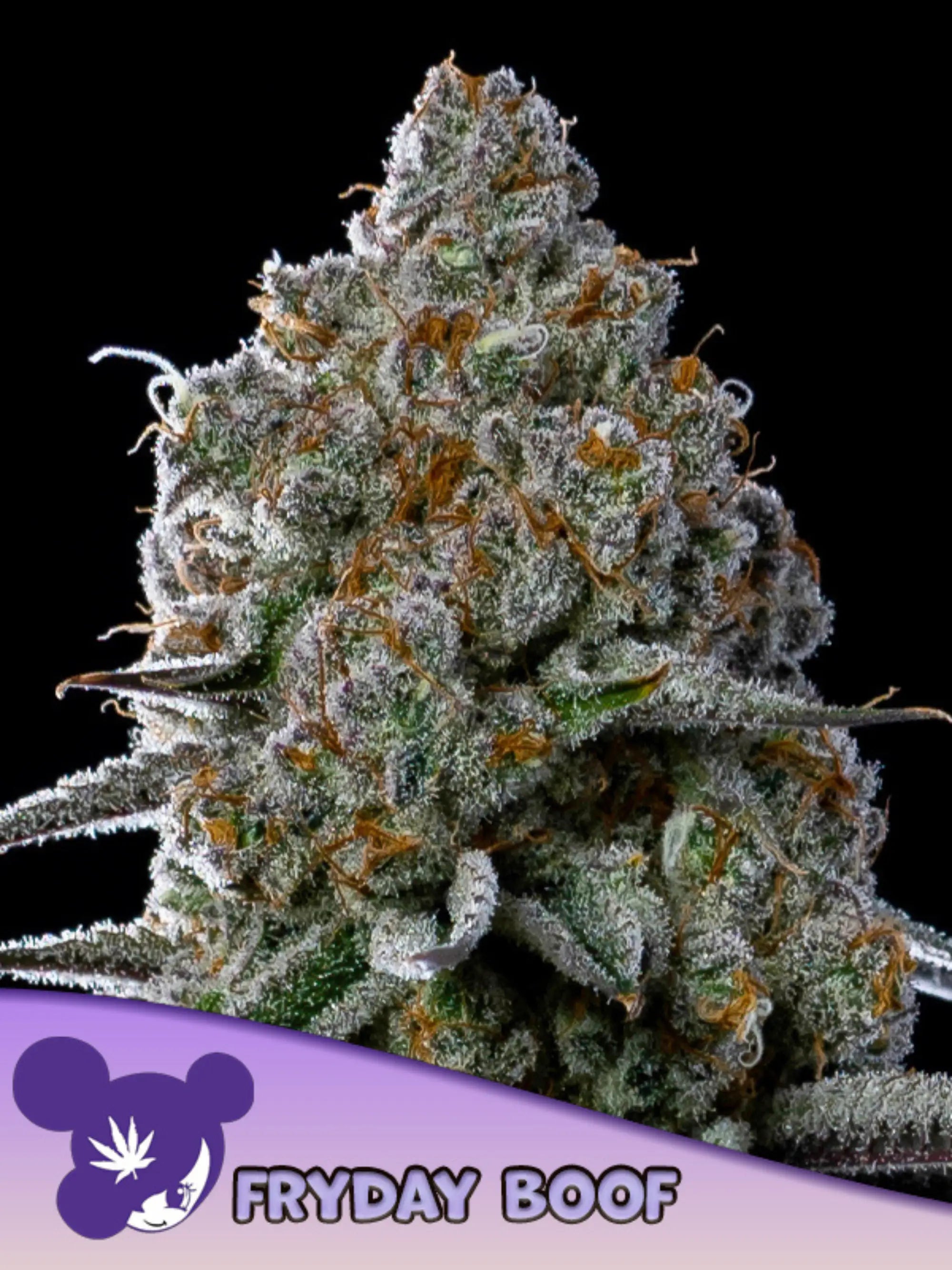 Fryday Boof feminisierte Cannabissamen von Anesia Seeds zur Sammlung genetischer Vielfalt.