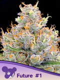 Future #1 feminisierte Cannabissamen von Anesia Seeds zur Sammlung genetischer Vielfalt.