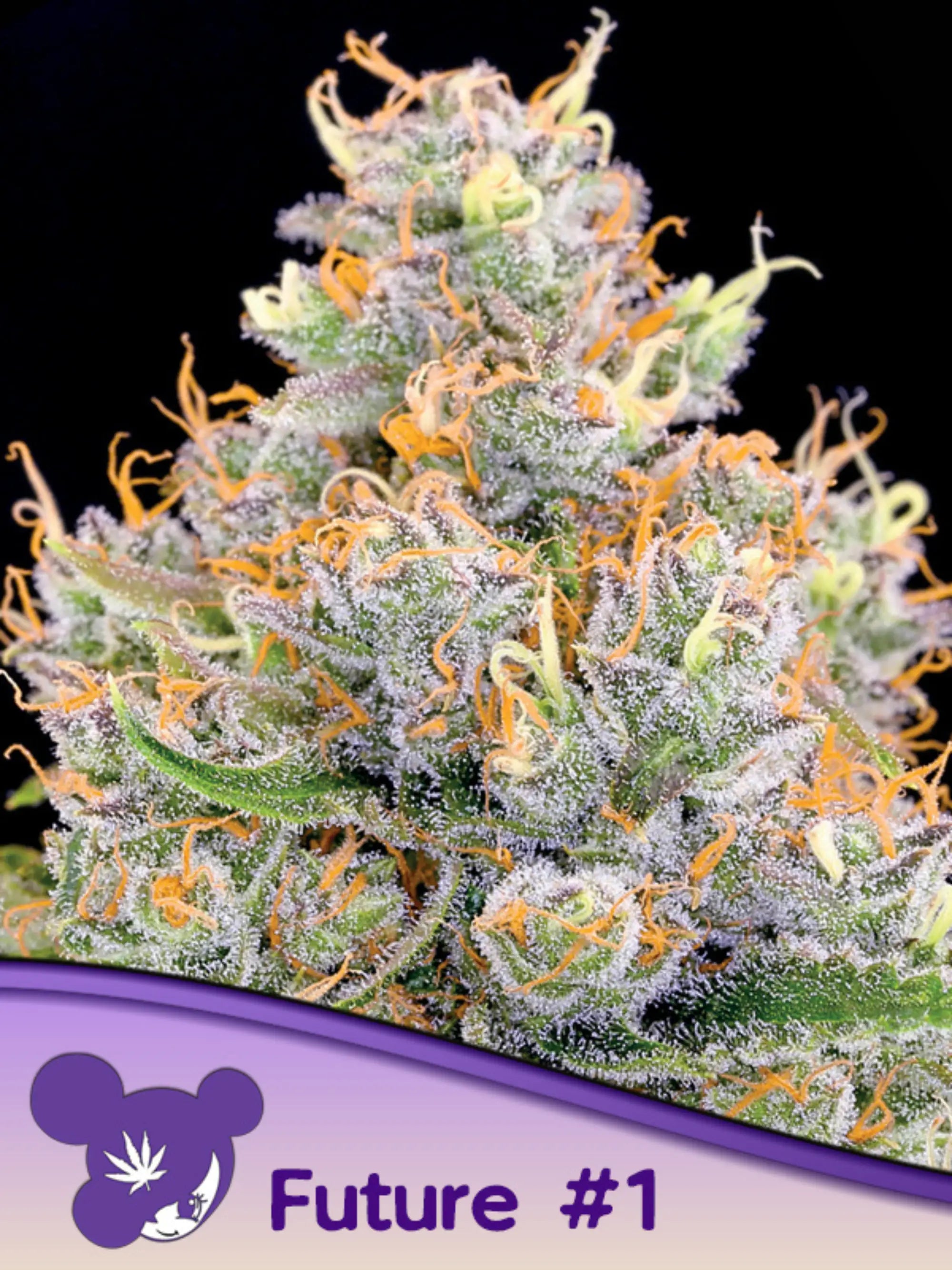 Future #1 feminisierte Cannabissamen von Anesia Seeds zur Sammlung genetischer Vielfalt.