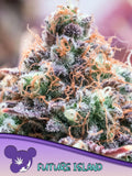Future Island feminisierte Cannabissamen von Anesia Seeds zur Sammlung genetischer Vielfalt.