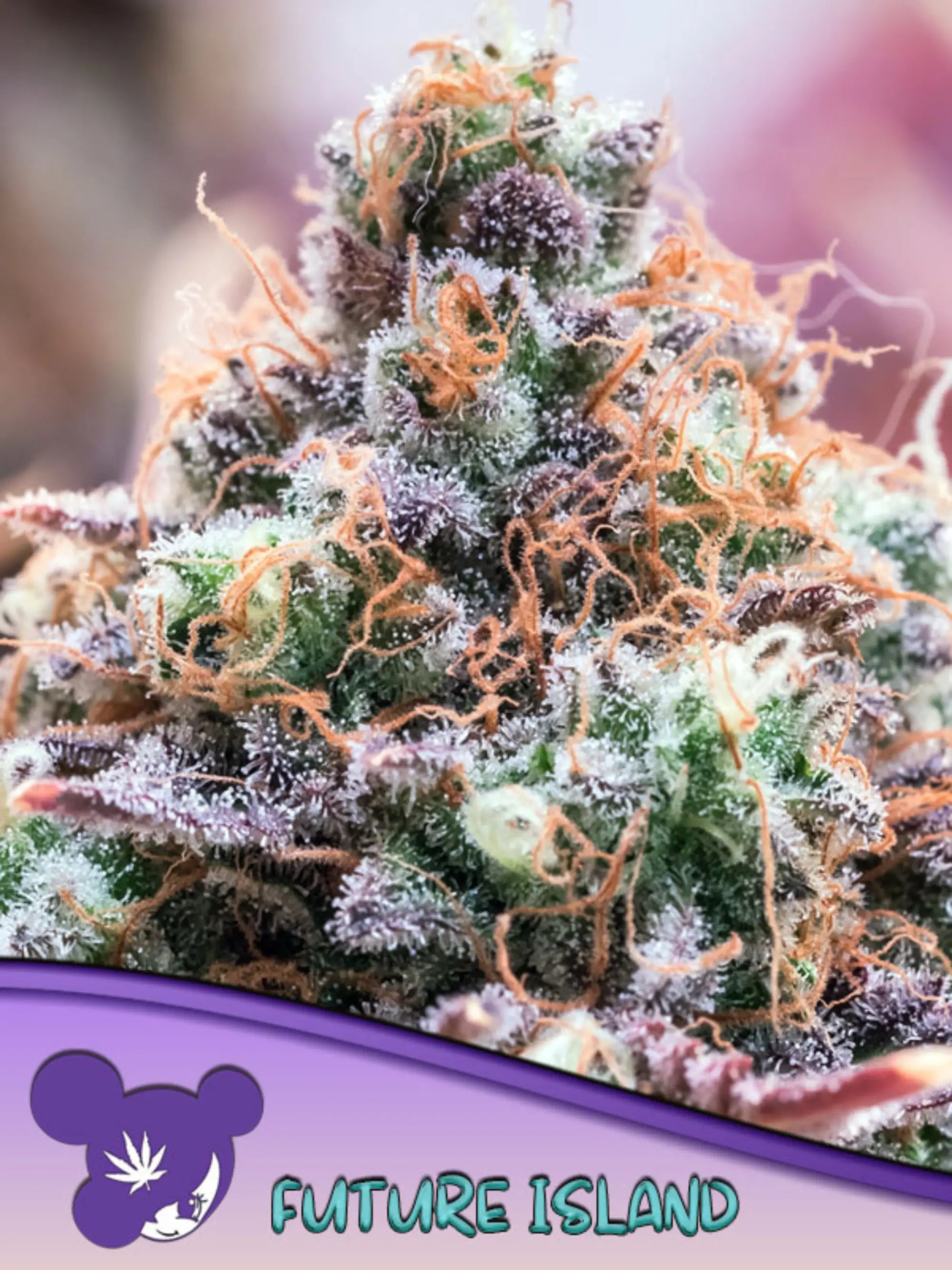 Future Island feminisierte Cannabissamen von Anesia Seeds zur Sammlung genetischer Vielfalt.