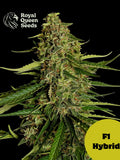 Gaia F1 von Royal Queen Seeds – kompakter Autoflower F1 Hybrid mit bis zu 22 % THC, tropischem Aroma und schnellem, stabilem Wachstum. Fast Growing!