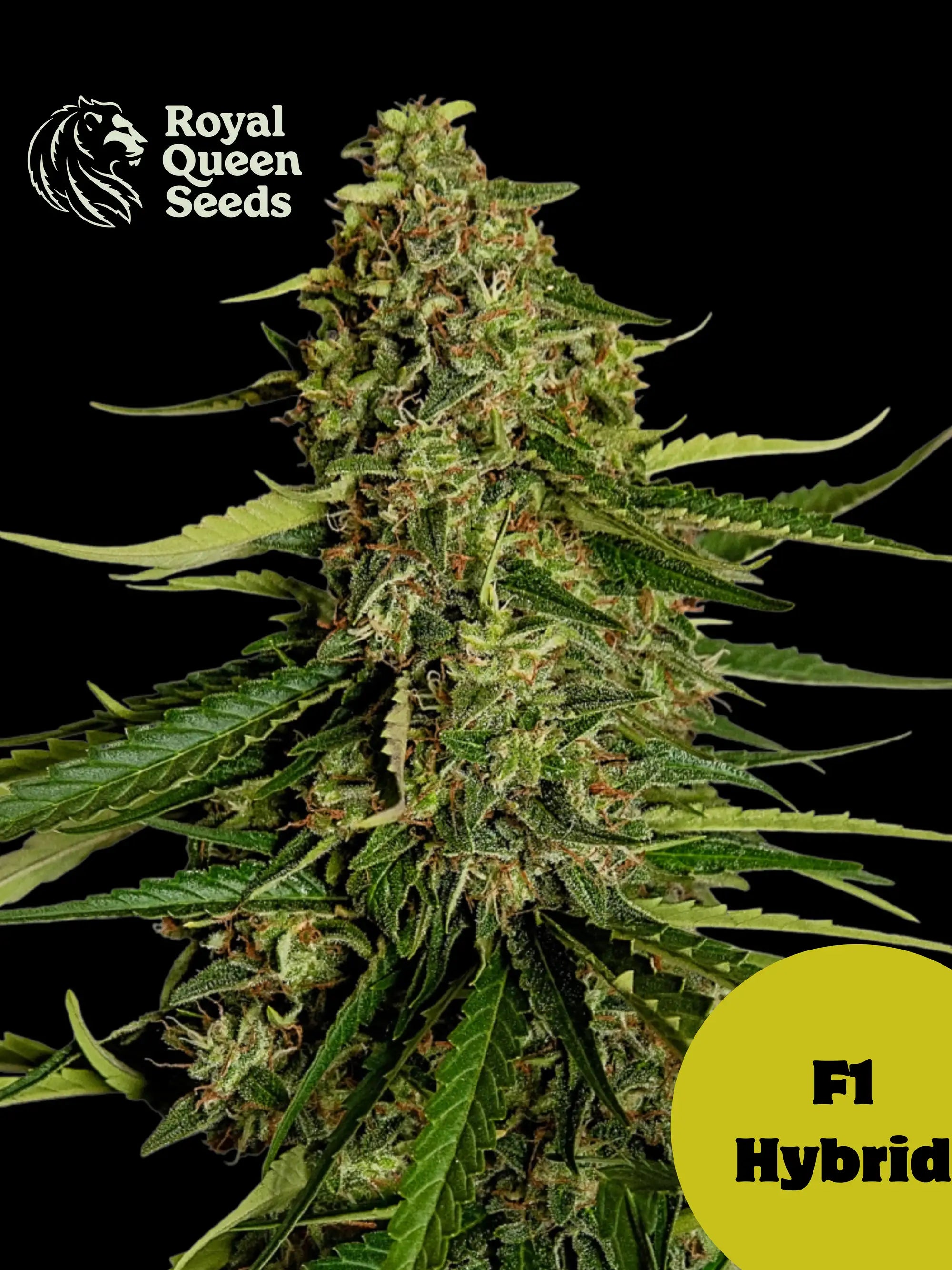 Gaia F1 von Royal Queen Seeds – kompakter Autoflower F1 Hybrid mit bis zu 22 % THC, tropischem Aroma und schnellem, stabilem Wachstum. Fast Growing!