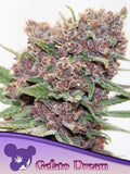 Gelato Dream feminisierte Cannabissamen von Anesia Seeds zur Sammlung genetischer Vielfalt.