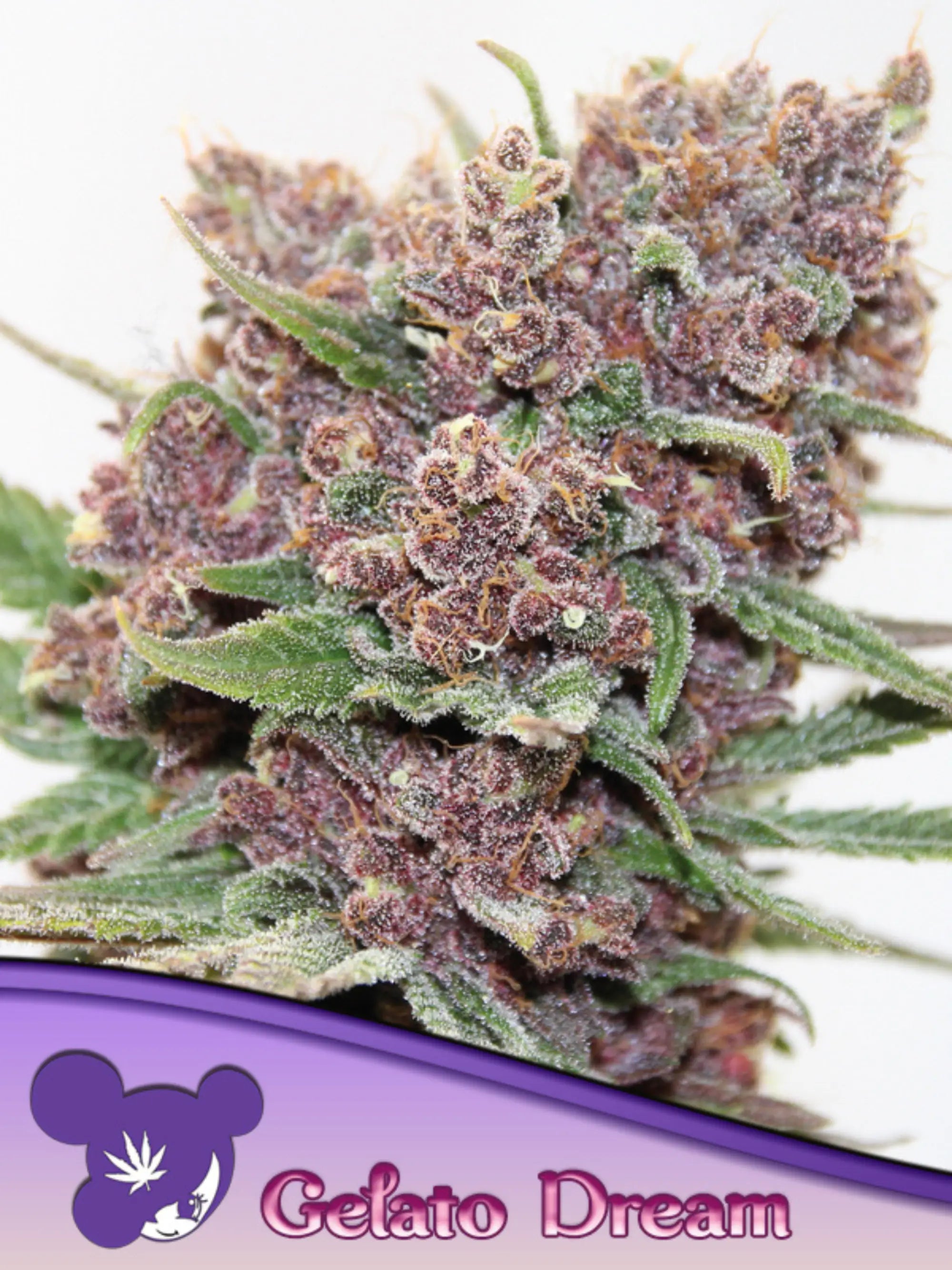 Gelato Dream feminisierte Cannabissamen von Anesia Seeds zur Sammlung genetischer Vielfalt.
