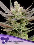 Glowberry Rush Auto von Anesia Seeds – potente Indica-Autoflower mit fruchtigem Beeren-Kirsch-Profil, nur für Sammler- und Souvenirzwecke