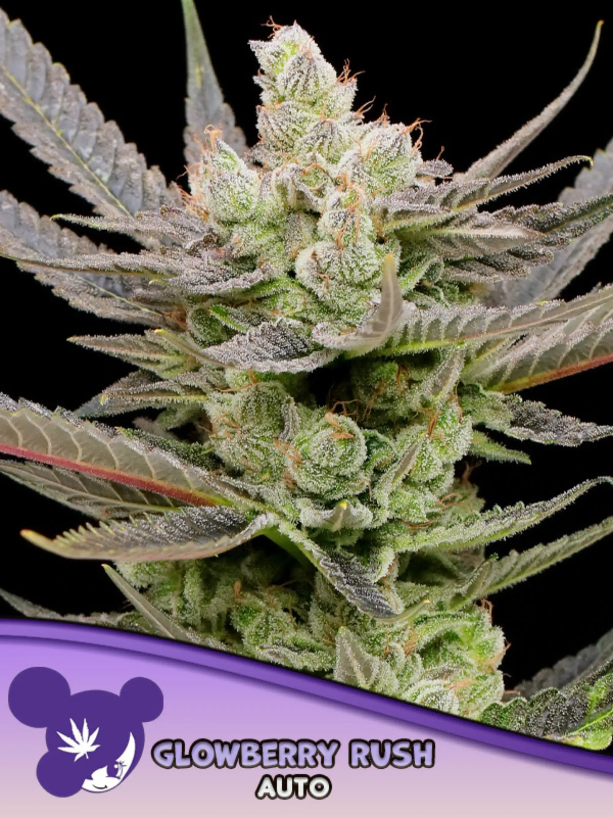 Glowberry Rush Auto von Anesia Seeds – potente Indica-Autoflower mit fruchtigem Beeren-Kirsch-Profil, nur für Sammler- und Souvenirzwecke