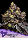 Glowberry Rush feminisierte Cannabissamen von Anesia Seeds zur Sammlung genetischer Vielfalt.