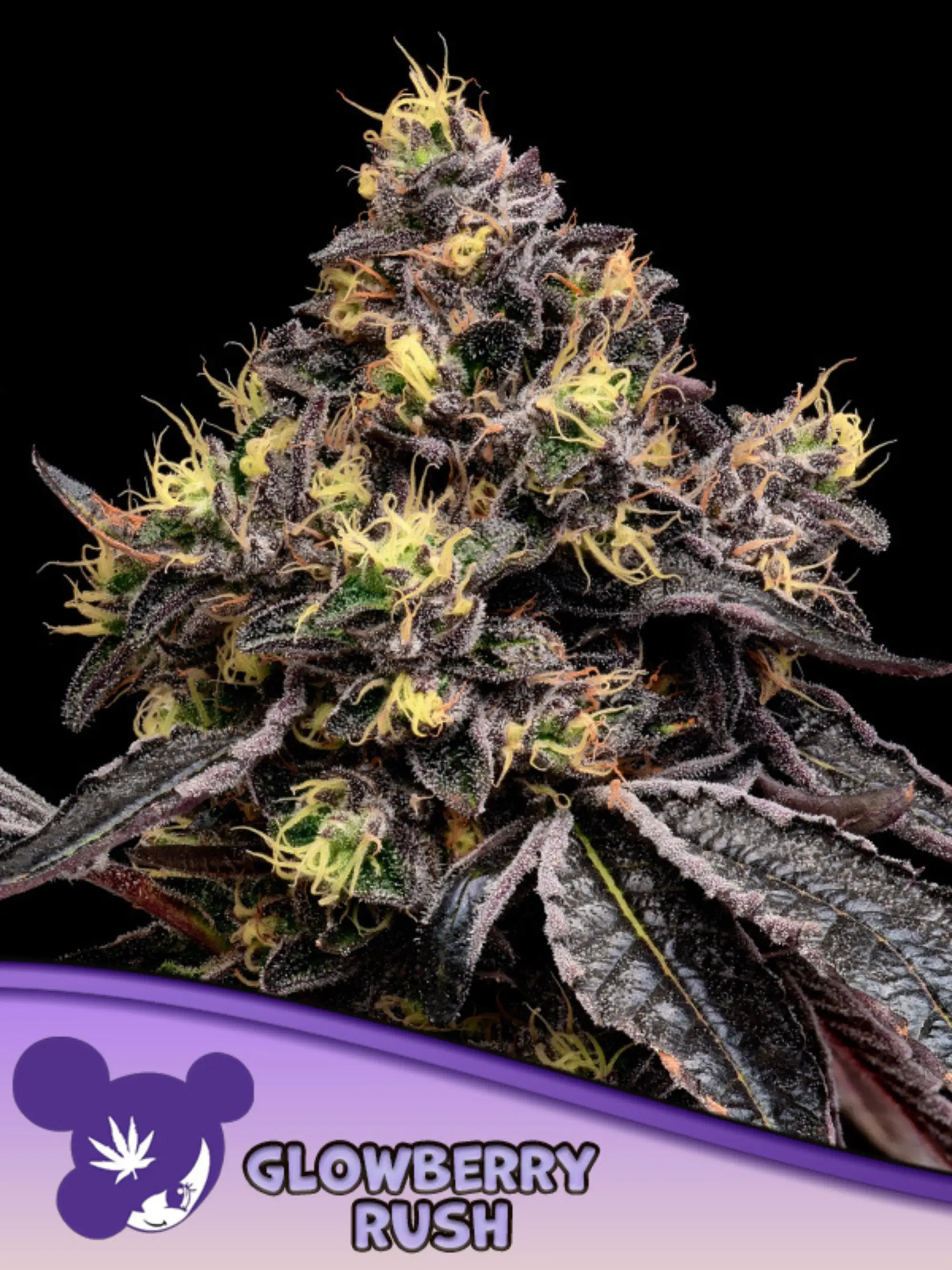 Glowberry Rush feminisierte Cannabissamen von Anesia Seeds zur Sammlung genetischer Vielfalt.