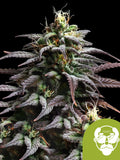 Feminiserte Granddaddy Purple Auto Samen von Royal Queen Seeds