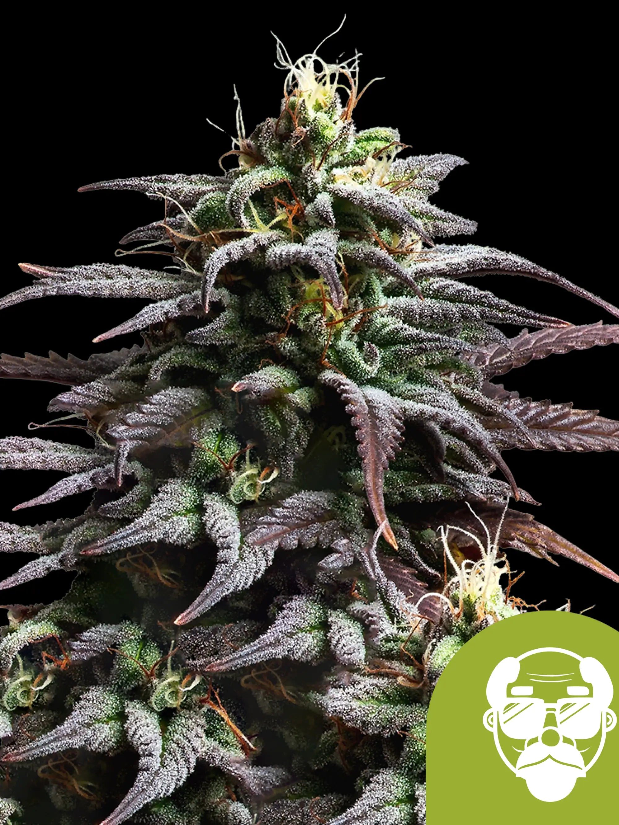 Feminiserte Granddaddy Purple Auto Samen von Royal Queen Seeds
