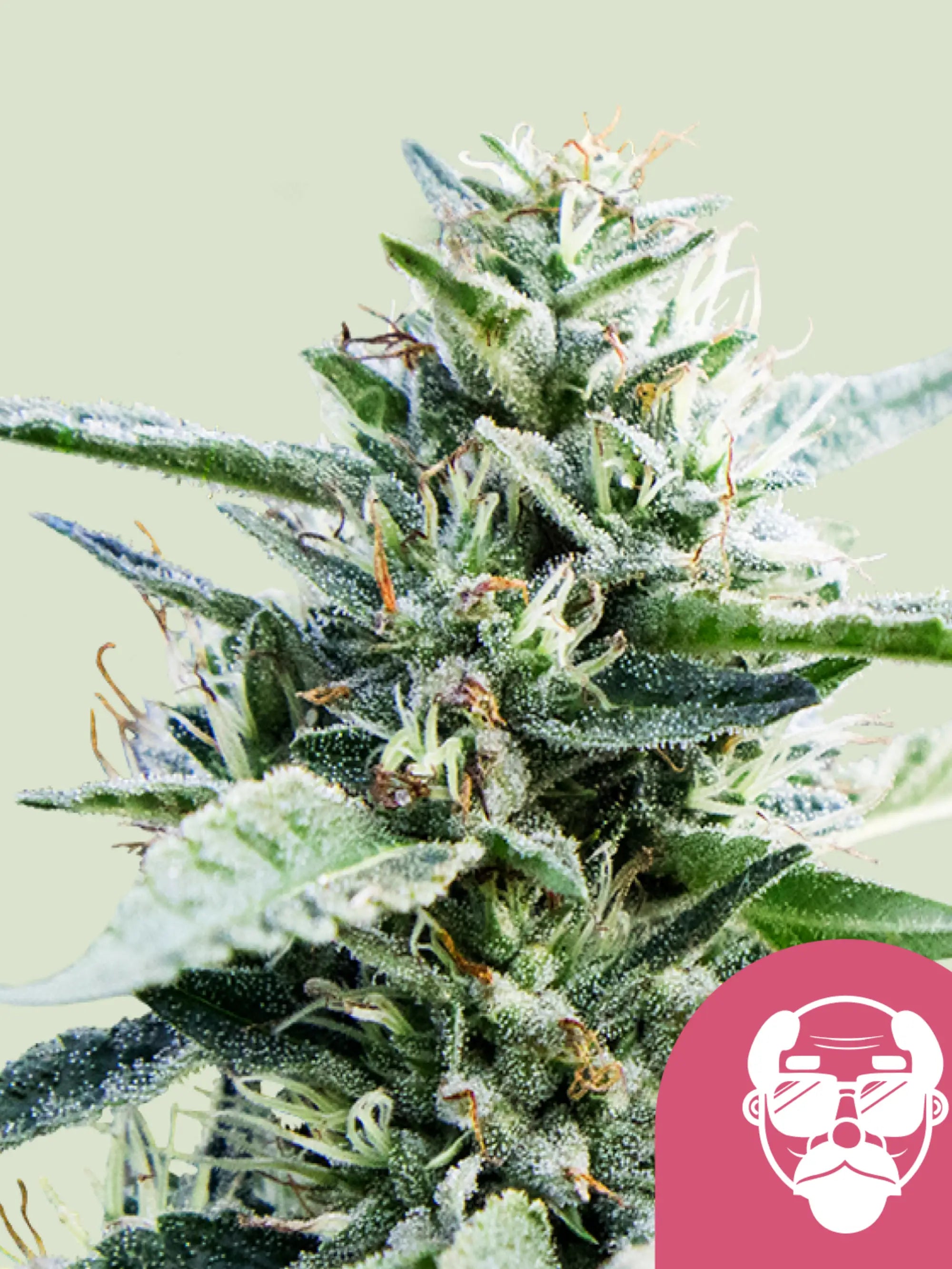 Granddaddy Purple Cannabissamen von Royal Queen Seeds – klassischer Indica-Klassiker für Sammler