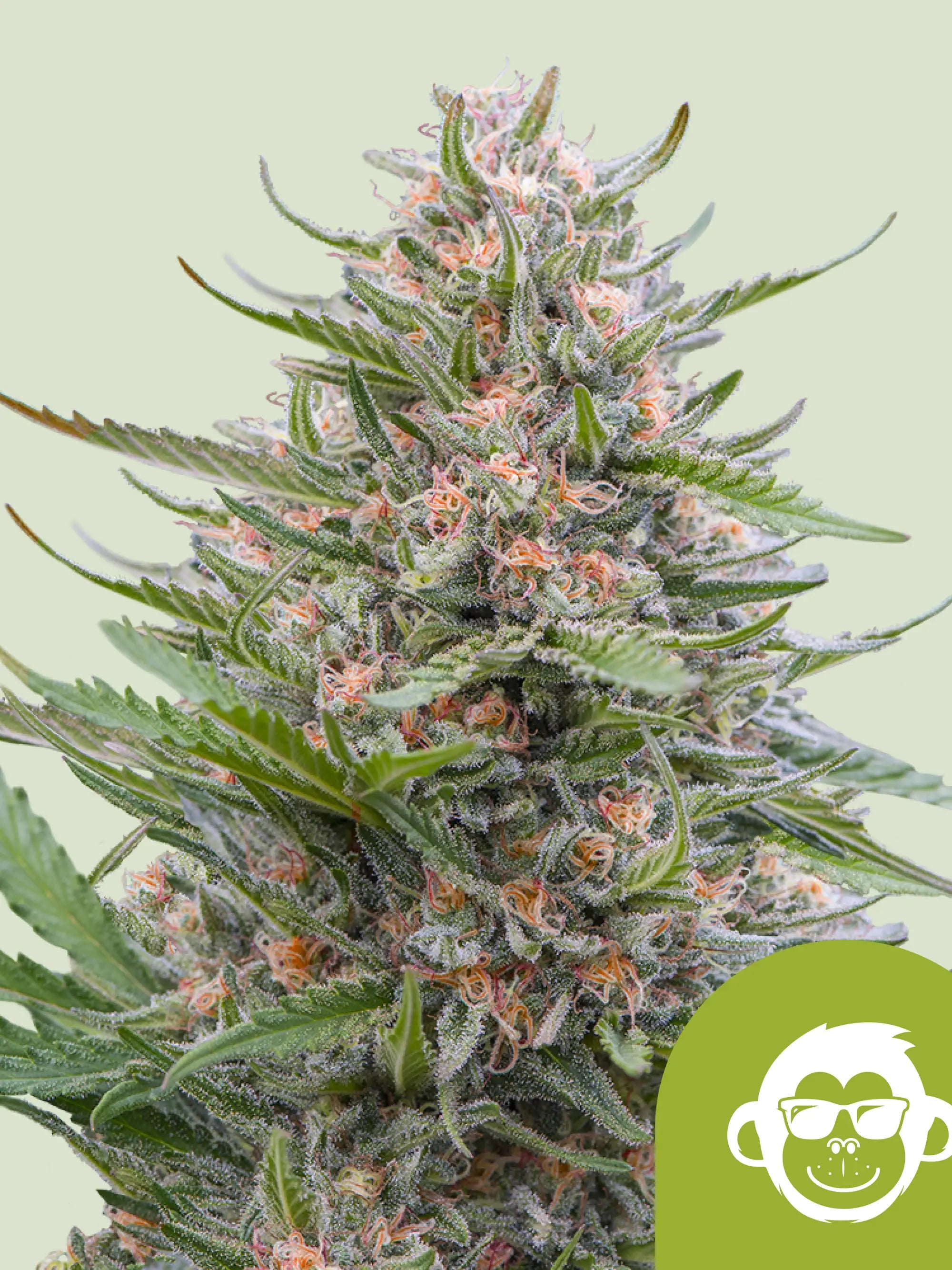 Grape Ape Auto Cannabissamen von Royal Queen Seeds, indica-dominierte Autoflower mit kompakter Struktur und aromatischem Profil