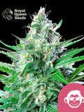 Grape Ape von Royal Queen Seeds – indica-dominante Cannabissorte (Afghani x Mendocino Purps x Skunk #1) mit fruchtig-skunkigem Aroma, violetten Buds und beruhigendem High