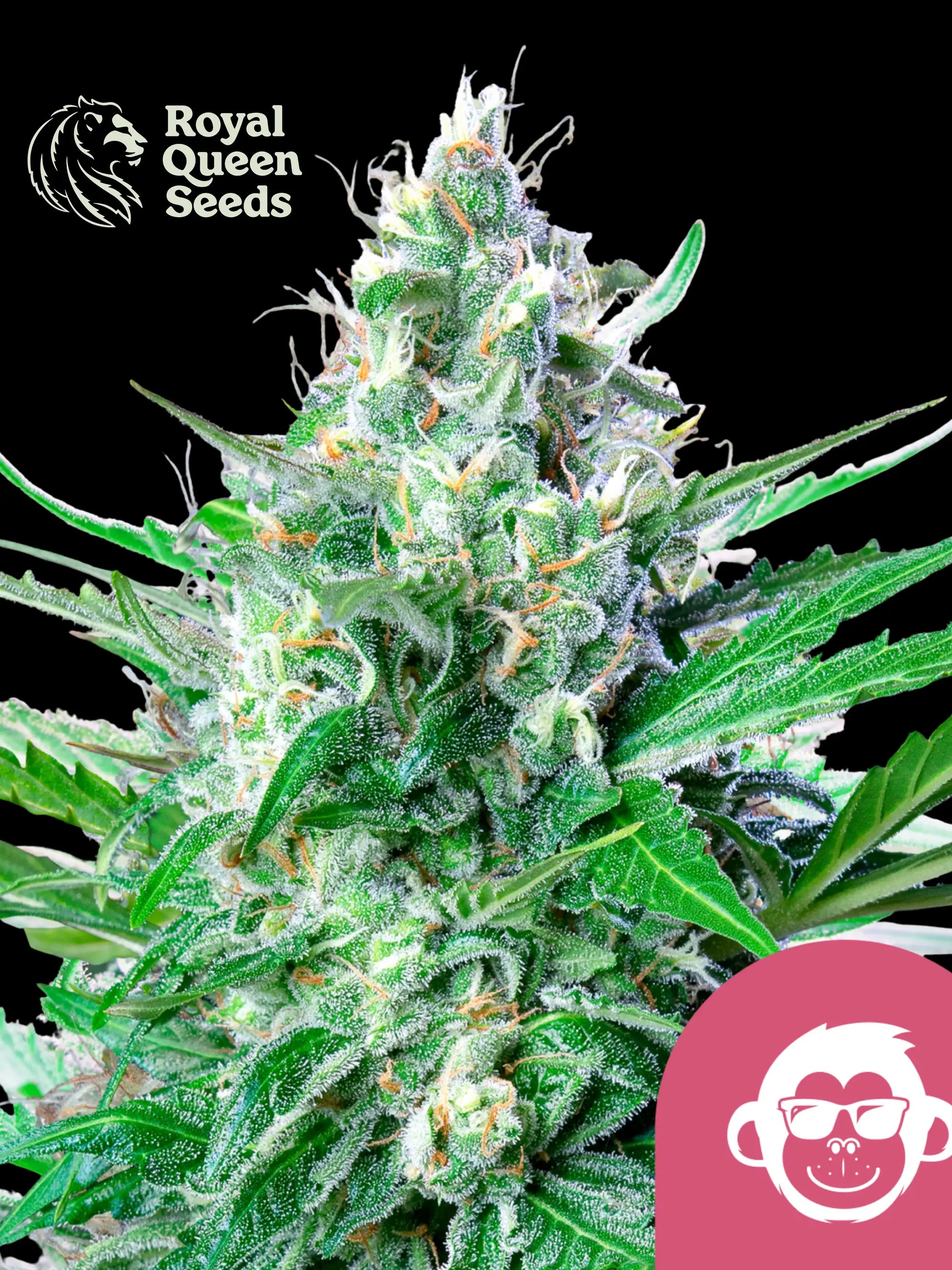 Grape Ape von Royal Queen Seeds – indica-dominante Cannabissorte (Afghani x Mendocino Purps x Skunk #1) mit fruchtig-skunkigem Aroma, violetten Buds und beruhigendem High