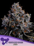 Grape Pop Rocks Auto von Anesia Seeds – Indica-dominanter Autoflower (60% Indica / 40% Sativa) mit bis zu 33% THC, süßem Traubengeschmack, dichten violetten Blüten und starkem, ausgewogenem Effekt