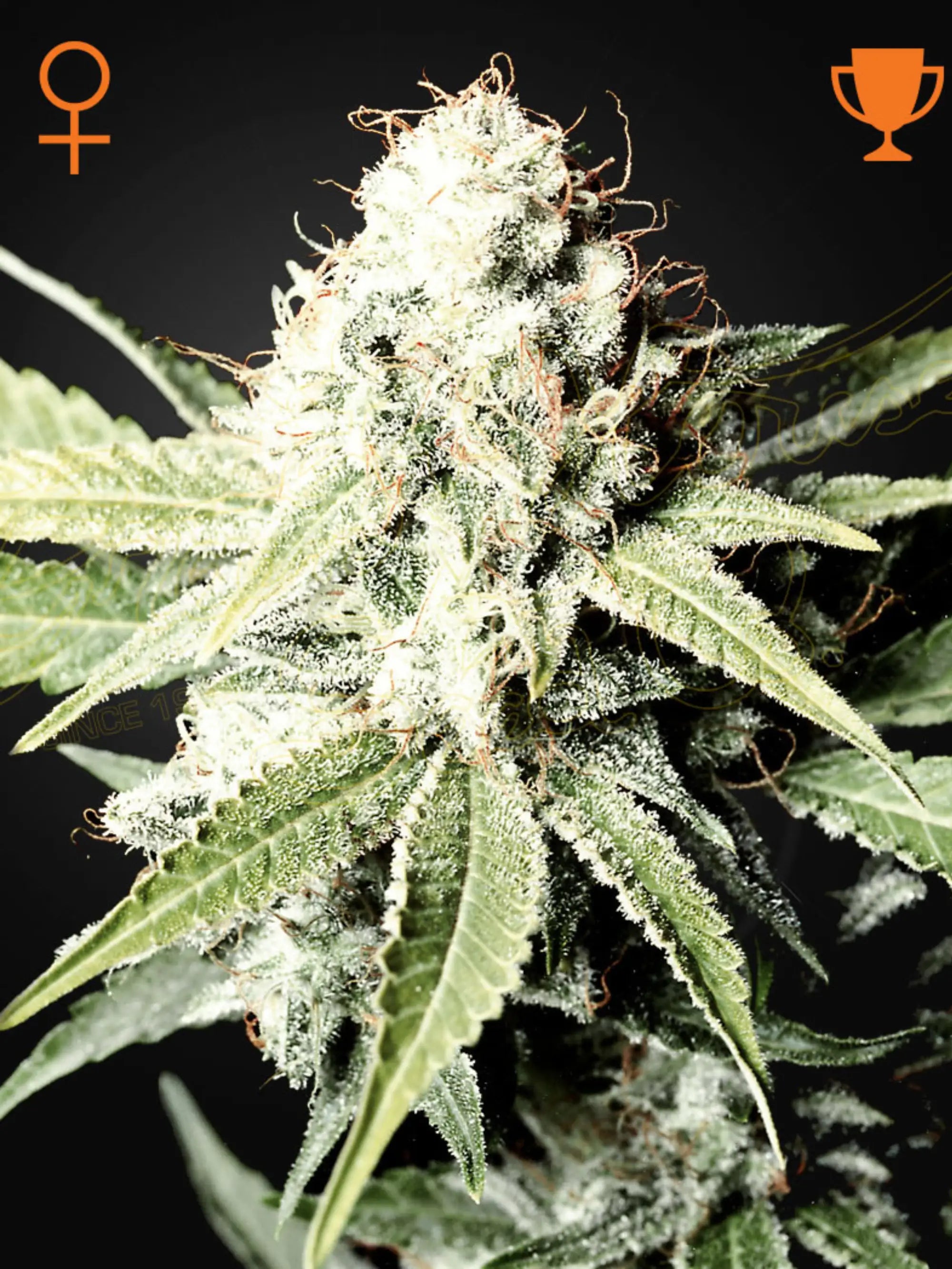 Great White Shark Cannabissamen von Green House Seed Co., feminisierte Sorte mit klassischem Indica-Profil