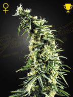 Hawaiian Snow von Green House Seed Co. – feminisierte 80% Sativa-Sorte mit 23 % THC, würzig-frischem Aroma und sehr hohen Outdoor-Erträgen. Sammelzwecke