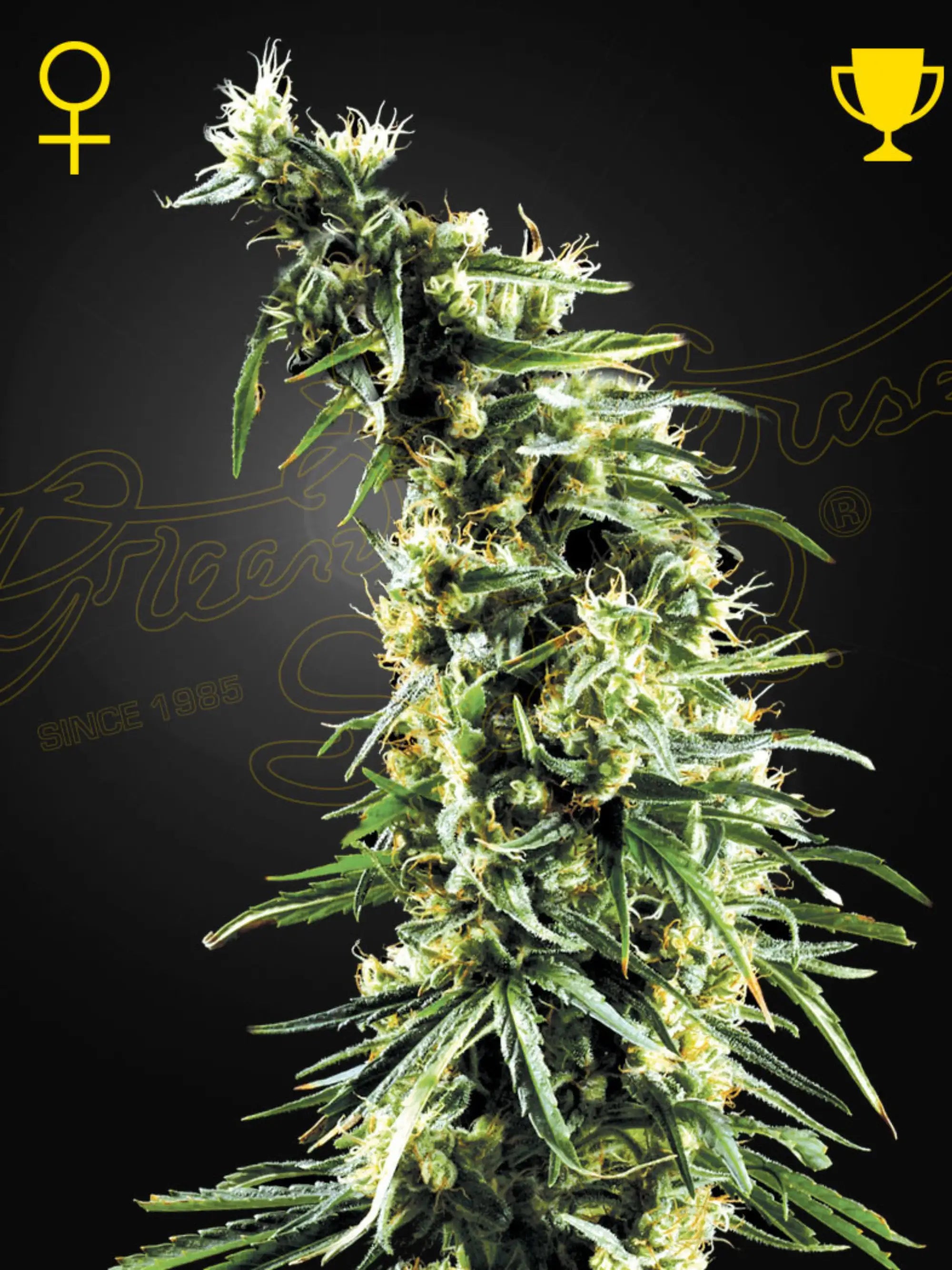 Hawaiian Snow von Green House Seed Co. – feminisierte 80% Sativa-Sorte mit 23 % THC, würzig-frischem Aroma und sehr hohen Outdoor-Erträgen. Sammelzwecke