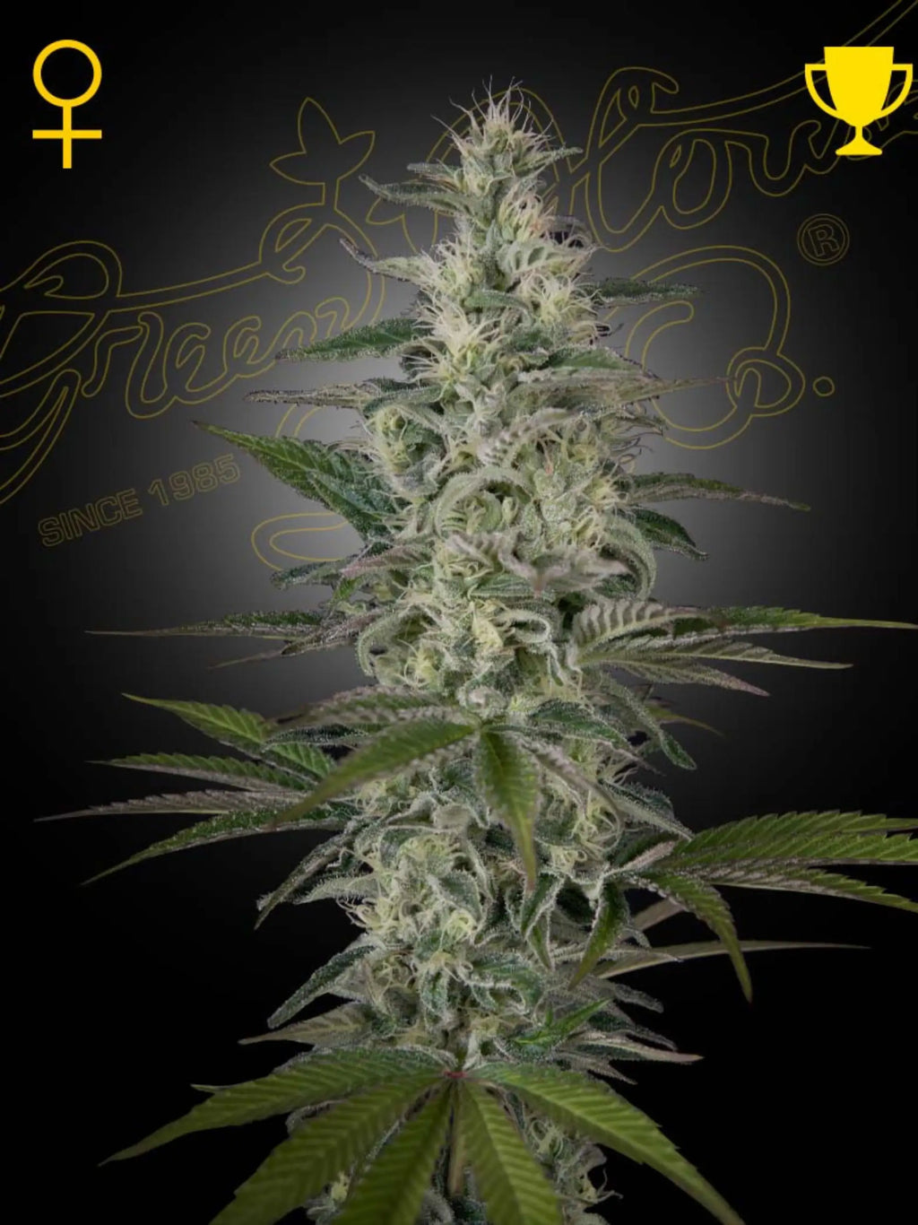 Hawaiian Snow von Green House Seed Co. – feminisierte 80% Sativa-Sorte mit 23 % THC, würzig-frischem Aroma und sehr hohen Outdoor-Erträgen.