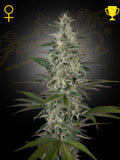 Hawaiian Snow von Green House Seed Co. – feminisierte 80% Sativa-Sorte mit 23 % THC, würzig-frischem Aroma und sehr hohen Outdoor-Erträgen.