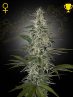 Hawaiian Snow von Green House Seed Co. – feminisierte 80% Sativa-Sorte mit 23 % THC, würzig-frischem Aroma und sehr hohen Outdoor-Erträgen.