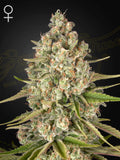 Green House Seeds Lost Pearl feminisierte Souvenir-Samen – Silver Pearl IBL Genetik