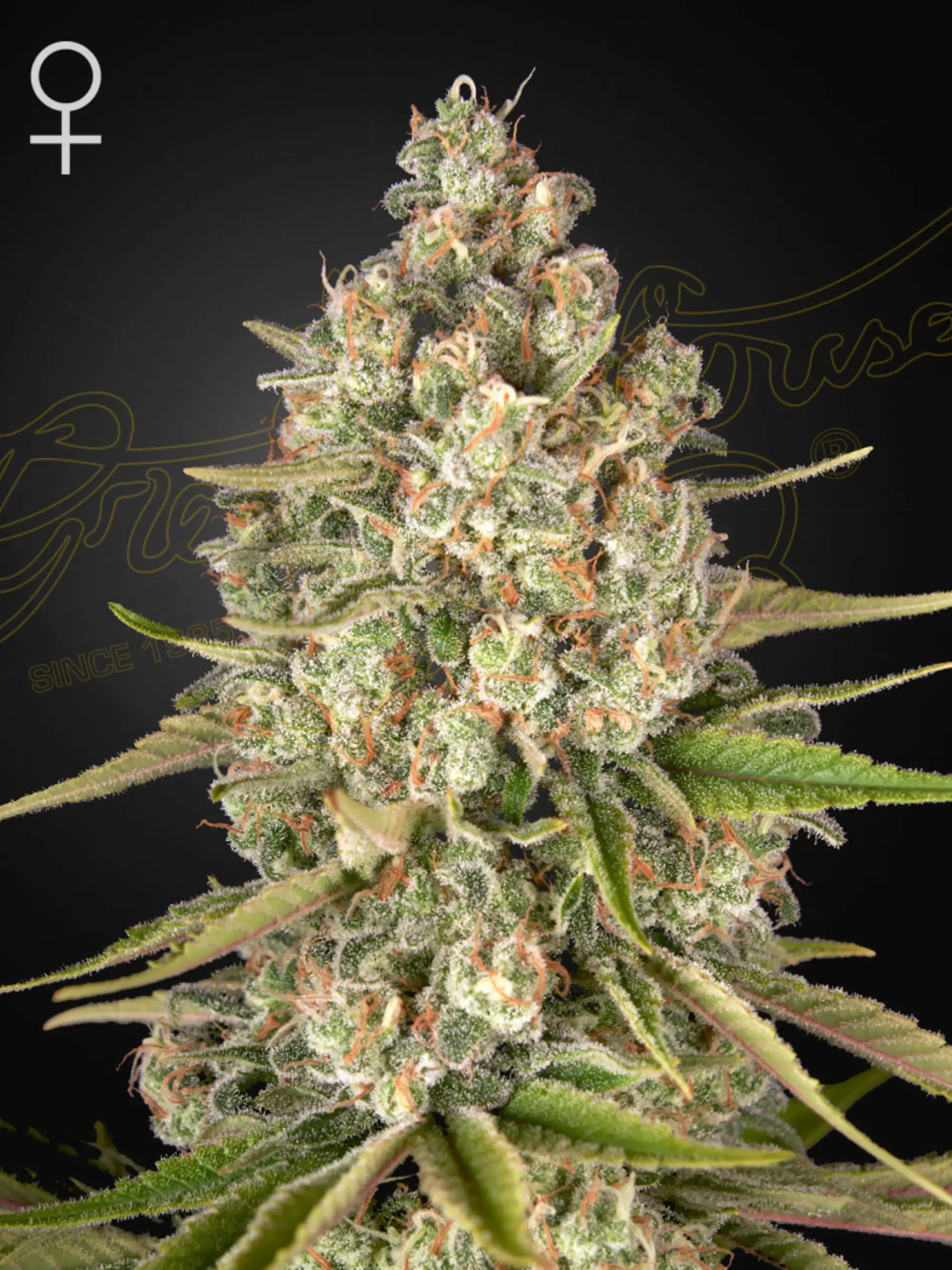 Green House Seeds Lost Pearl feminisierte Souvenir-Samen – Silver Pearl IBL Genetik