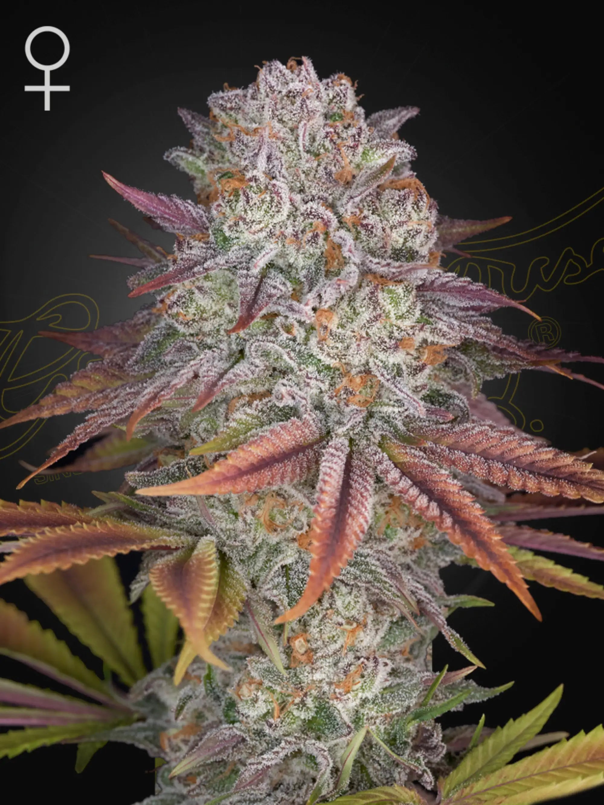 Green House Seeds Pulp Friction feminisierte Souvenir-Samen – Melonade x Kong’s Krush Genetik
