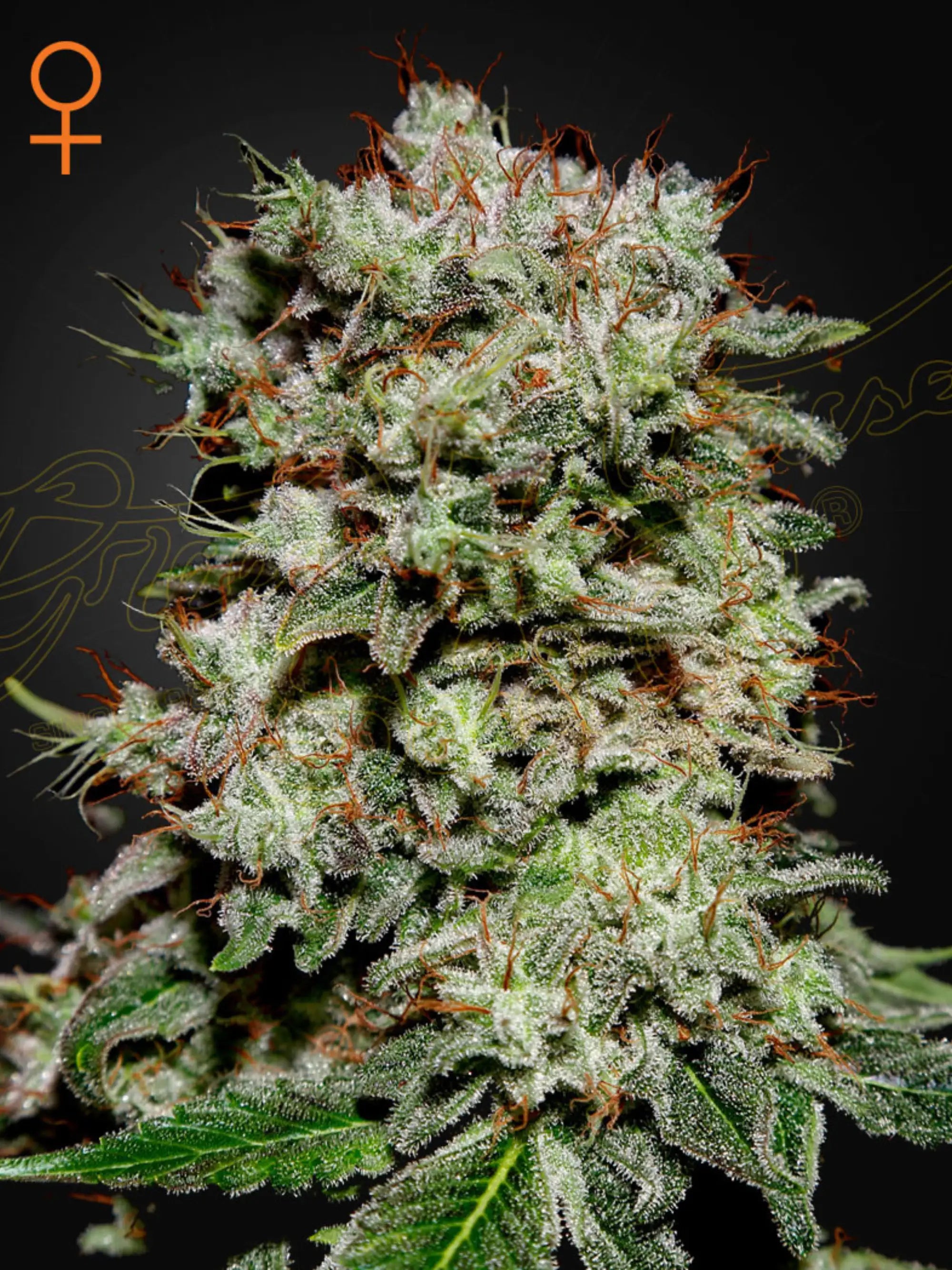 Kalashnikova von Green House Seed Co – AK-47 x White Widow Hybrid, 80 % Indica, 21,5 % THC, kompakter Wuchs und hohe Erträge