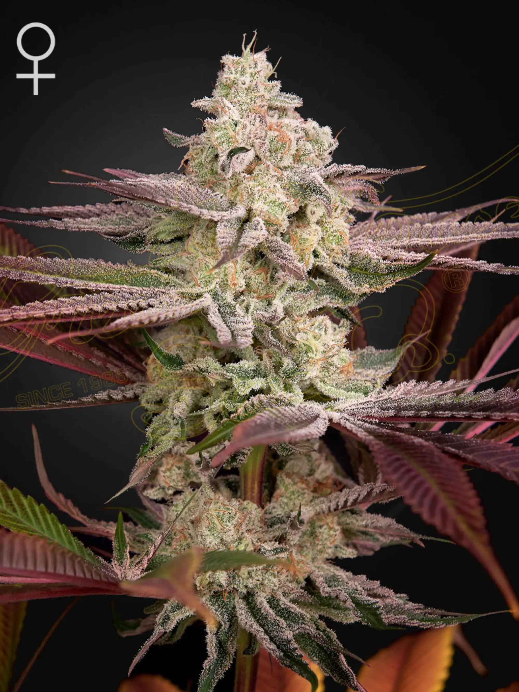 Chemical Bride von Green House Seeds – Indica-dominante Hybride (Wedding Cake x Chemdog) mit 23 % THC und cremig-gassigem Aroma