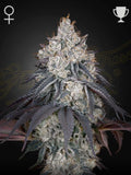 Lemon Orange Cannabissamen von Green House Seed Co. als Souvenirartikel mit sativa-dominanter Genetik und intensivem Zitrusprofil.